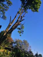 Ross Tree Felling Pietermaritzburg image 22